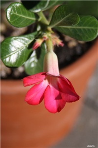 5c0b6d49-IMG_6261 adenium.jpg